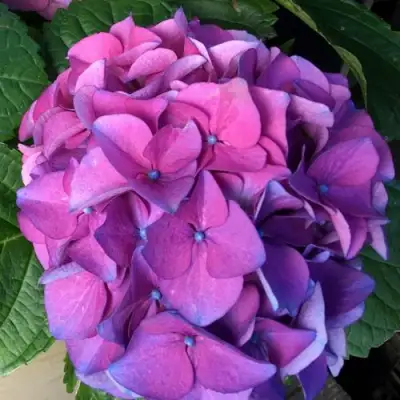 гортензия крупнолистная Сибилла