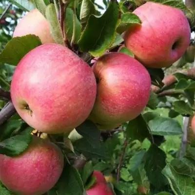 Яблоня ТЕРЕМОК в Жодино