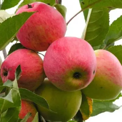 Яблоня МЕЧТА в Жодино