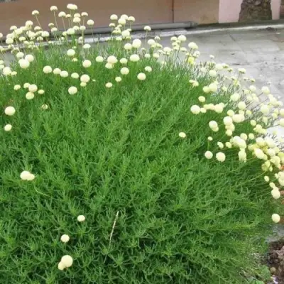 Сантолина зеленеющая в Жодино