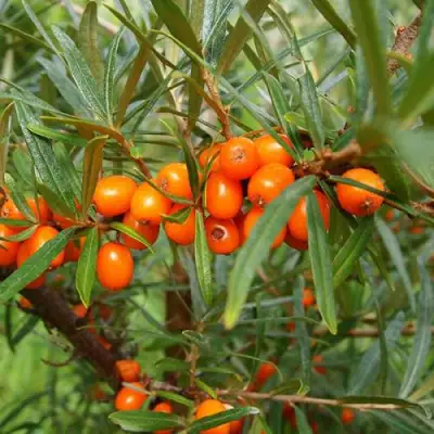 Облепиха БОТАНИЧЕСКАЯ в Жодино