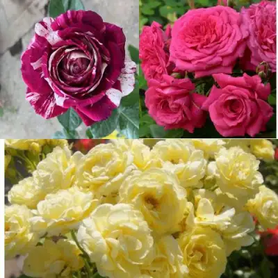 Комплект РОЗОВЫЙ АКЦЕНТ в Жодино