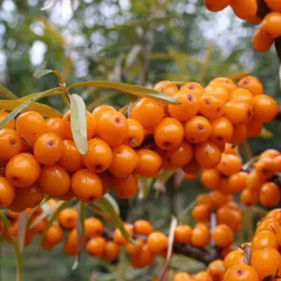 Облепиха РОСИНКА в Жодино