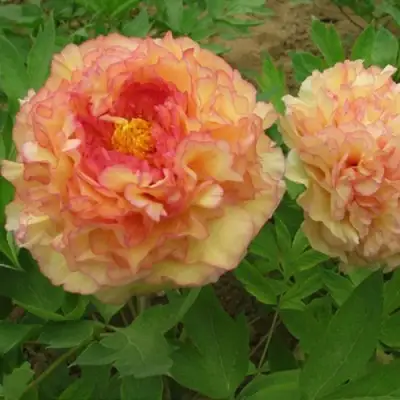 Пион ЗОЛОТАЯ РОССЫПЬ древовидный в Жодино