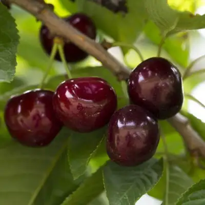 Вишня ЛАСУХА в Жодино