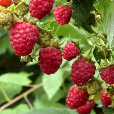 Малина ПРИМАРА в Жодино