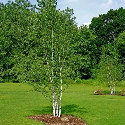 Береза бумажная в Жодино