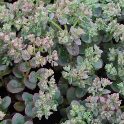 Очиток (седум) САНСПАРКЛЕР ЛАЙМ ЗИНГЕР в Жодино