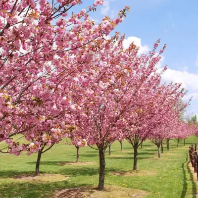 Сакура КАНЗАН в Жодино