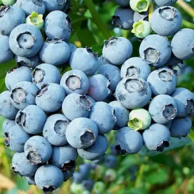 Голубика ПУРУ в Жодино