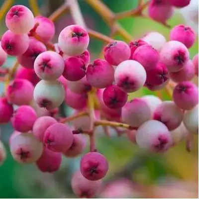 Рябина ПИНК сладкоплодная в Жодино