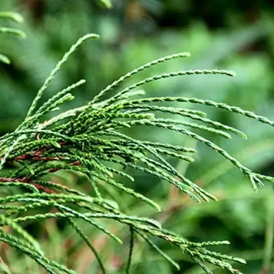 Туя ВИПКОРД складчатая в Жодино