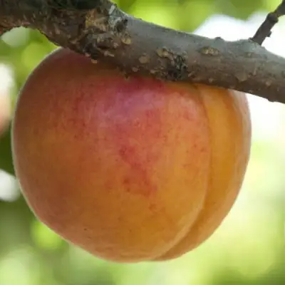  АПРИУМ в Жодино