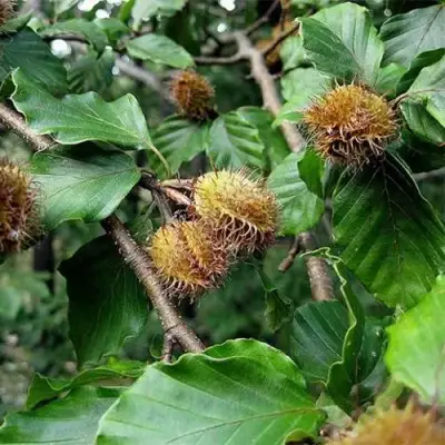 Бук обыкновенный в Жодино