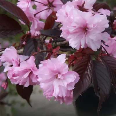 Сакура РОЯЛ БУРГУНДИ в Жодино