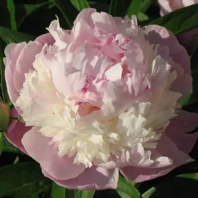 Пион ЩЕРБЕТ травянистый в Жодино