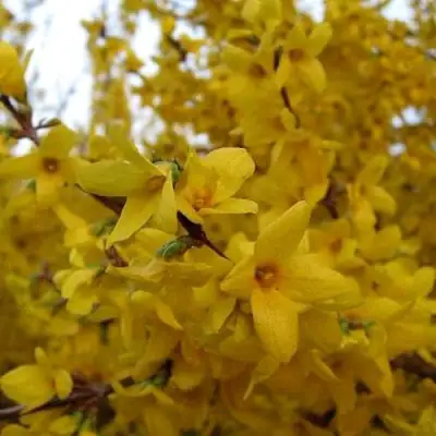 Форзиция ТАРАНДТ промежуточная в Жодино