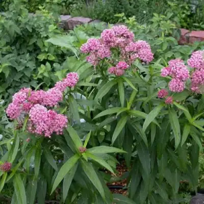 Ваточник МЯСО-КРАСНЫЙ в Жодино