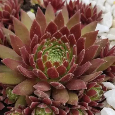 Молодило ЛЮФТШПРУНГ в Жодино