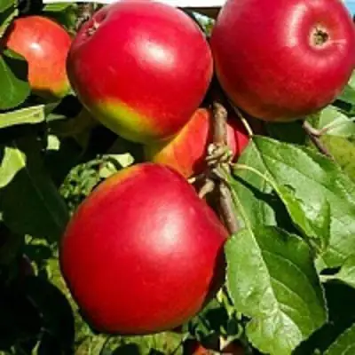 Яблоня РЕДФРИ в Жодино