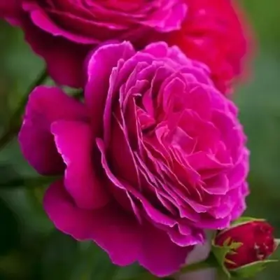 Роза МАЛИНОВЫЙ ЗВОН чайно-гибридная в Жодино