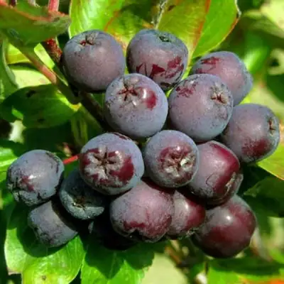 Рябина ЛИКЁРНАЯ сладкоплодная в Жодино