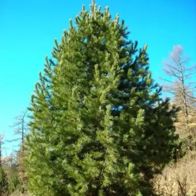 Сосна кедровая сибирская в Жодино