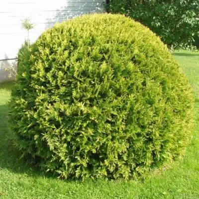 Туя ДАНИКА АУРЕА западная в Жодино