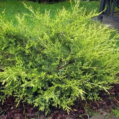 Можжевельник КУРИВАО ГОЛД китайский в Жодино
