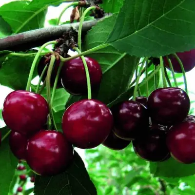 Дюк ЖИВИЦА (ЧЕРЕВИШНЯ) в Жодино