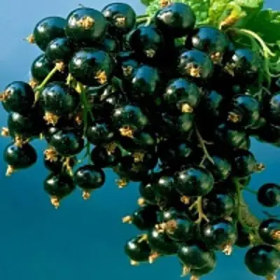 Смородина чёрная ИЗЮМНАЯ в Жодино