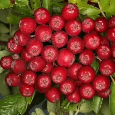 Рябина РУБИНОВАЯ сладкоплодная в Жодино