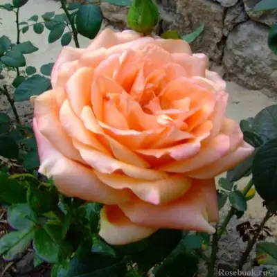 Роза ЭЛЬДОРАДО чайно-гибридная в Жодино