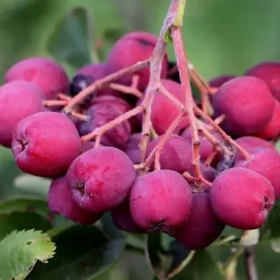 Рябина ДЕСЕРТНАЯ МИЧУРИНА сладкоплодная в Жодино