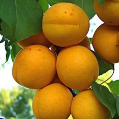 Абрикос ОНТАРИО в Жодино