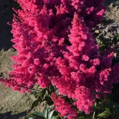 Астильба ЛАКИ ДЕЙ Арендса в Жодино