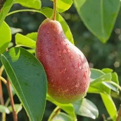 Груша ЯКОВЛЕВСКАЯ в Жодино