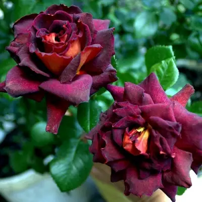 Роза ЭДДИ МИТЧЕЛЛ чайно-гибридная в Жодино