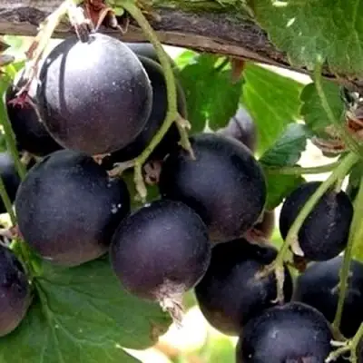 ЙОШТА в Жодино