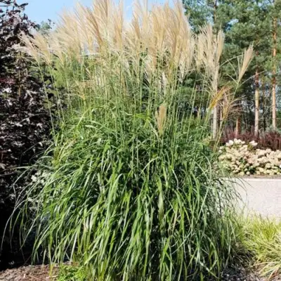 Мискантус ВАНИЛЛА СКАЙ китайский в Жодино