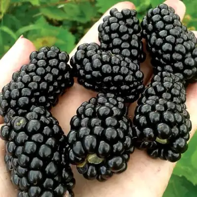 Ежевика ПРАЙМ АРК ФРИДОМ ремонтантная  в Жодино