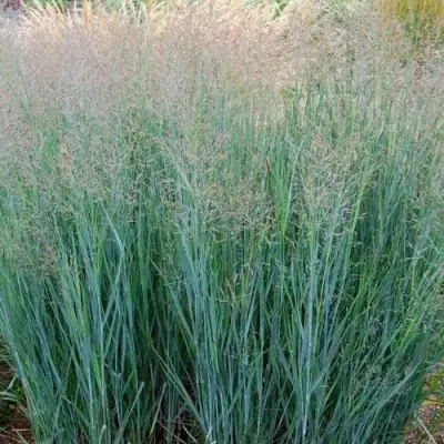 Просо ХЭВИ МЕТАЛЛ в Жодино