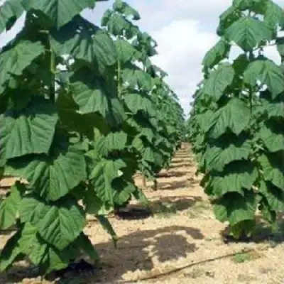 Павловния ПАО ТОГН Z07 в Жодино