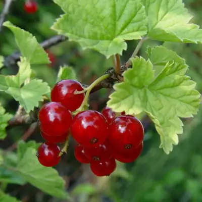 Смородина альпийская ШМИДТ в Жодино