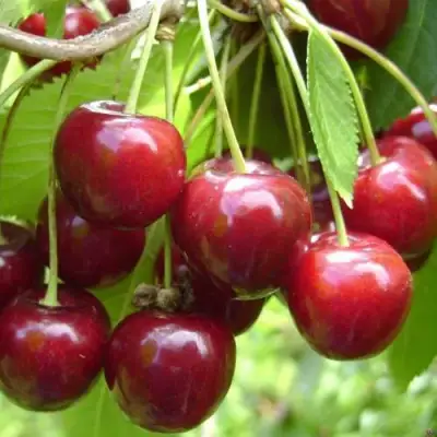 Черешня СИНЯВСКАЯ в Жодино