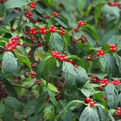 Жимолость МААКА в Жодино