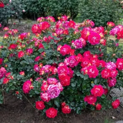 Роза БРЕРА флорибунда в Жодино