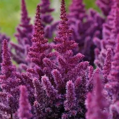 Астильба ПЕПЛ РЕЙН гибридная в Жодино