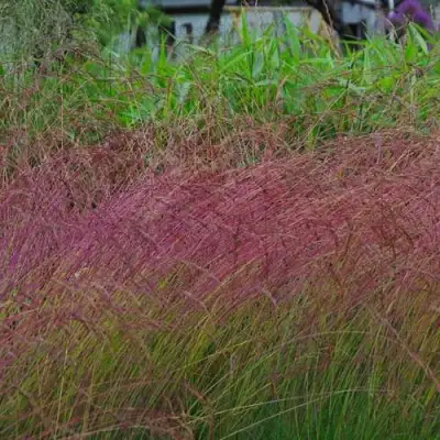 Овсянница АМЕТИСТОВАЯ в Жодино