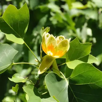 ЛИРИОДЕНДРОН тюльпанный в Жодино